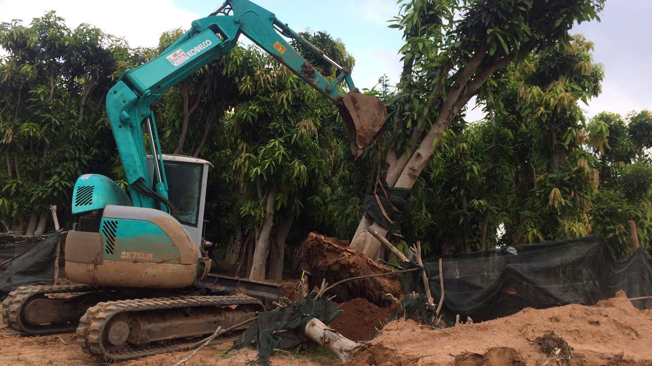 Cây Xanh Cảnh Quan